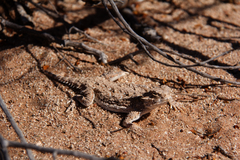 Phrynosoma goodei