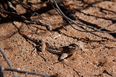 Phrynosoma goodei