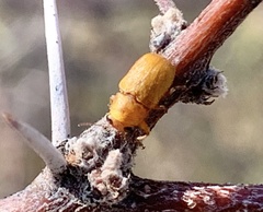 Pachybrachis mellitus