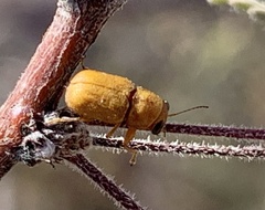 Pachybrachis mellitus