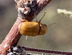 Pachybrachis mellitus