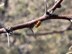 Pachybrachis mellitus