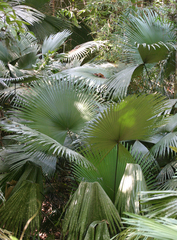 Kerriodoxa elegans