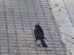 Molothrus bonariensis