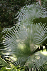 Kerriodoxa elegans