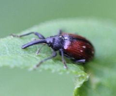 Anthonomus haematopus