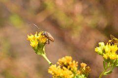 Crossidius testaceus