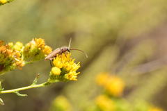Crossidius testaceus