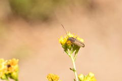 Crossidius testaceus