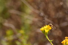 Crossidius testaceus