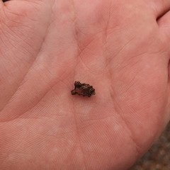 Orthorhinus