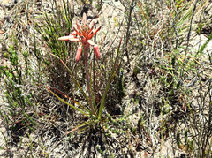 Aloe micracantha