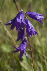 Campanula collina