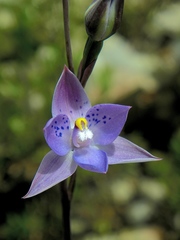Thelymitra × truncata