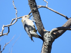 Melanerpes aurifrons