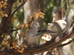 Streptopelia decaocto