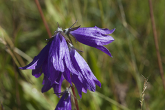 Campanula collina
