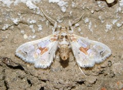 Leucinodes pseudorbonalis