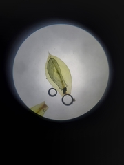 Ptychostomum moravicum