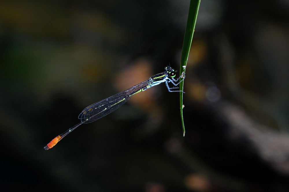 Red-tipped Shadefly