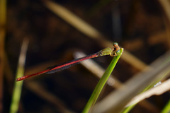 Ceriagrion aeruginosum