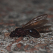 Carebara affinis