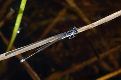 Ischnura pruinescens