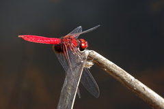 Aethriamanta circumsignata