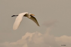 Ardea alba