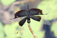 Rhyothemis princeps