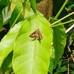 Polytremis lubricans