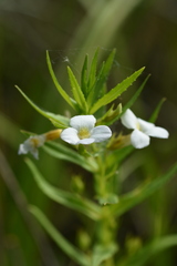 Gratiola officinalis