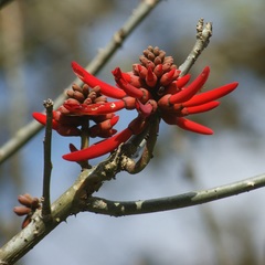 Erythrina folkersii