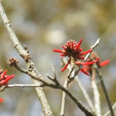 Erythrina folkersii