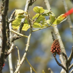 Erythrina folkersii