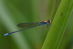 Pseudagrion aureofrons