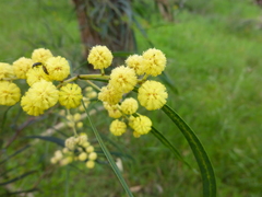 Acacia provincialis