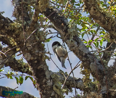 Caspian Tit photo 2