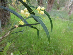 Acacia provincialis