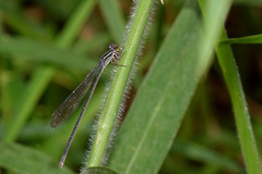Pseudagrion ignifer