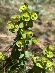 Euphorbia crenulata