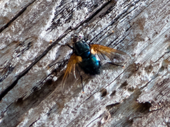 Chetogaster violacea-viridis