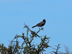 Rhopospina carbonaria