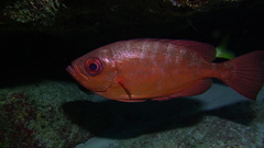 Heteropriacanthus cruentatus