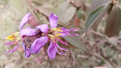 Dichaetanthera