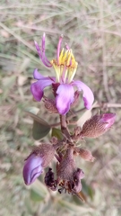 Dichaetanthera