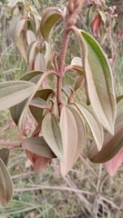 Dichaetanthera