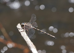 Austroaeschna subapicalis