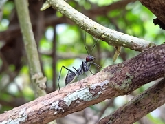 Camponotus singularis