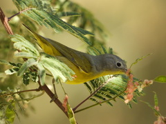 Leiothlypis ruficapilla
